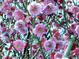 ࣂƍ炭̎i@i'04.02.07j