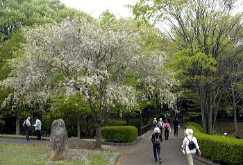 一本杉公園芝生広場から恵泉女学園方向へ出門