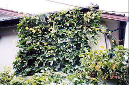 QKʁEx_̗΂̃J[e@i'04.8.22j