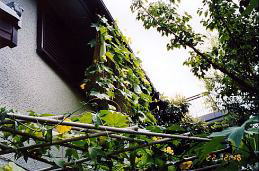 QKʂ̗΂̃J[e@i'04.8.22j
