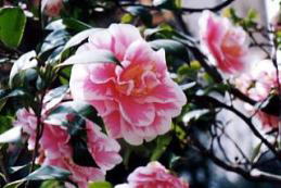 PQNO(1993)̉ԁ@i'93.4.27j