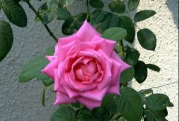 @JԂRڂ̉ԁ@iQOOTDWDVj