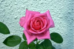 JԂQڂ̉ԁ@iQOOTDWDWj