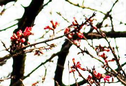 XщȊwẽJqUN@i'06.3.21j