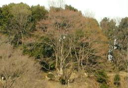 Ԃʂ菺aѓ̃GhqK]@i'06.3.21j
