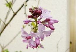 Ԃ炢Ă܂CbN[iQj@i'06.11.29j