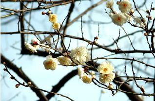 H،̔d~@iCOA'07.1.23j