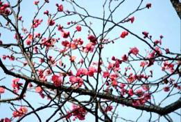 Ԃ̐́@@i'07.1.23j