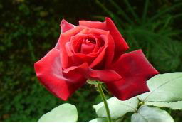Q֖ځAJԏ@i'07.5.27j