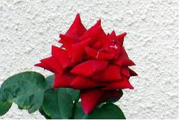 R֖ځAJԂQ@i'07.6.19j