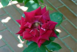 R֖ځAJԂR@i'07.6.20j