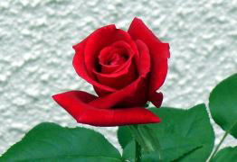 S֖ځAJԓ@i'07.7.1j