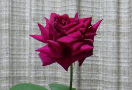 S֖ځAJԂR؉Ԃɂā@i'07.7.4j
