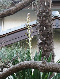 ２０１１年１０月２８日（東側から撮影）