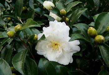 2011NOPPOBe
