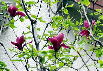 2011NOSPTBe