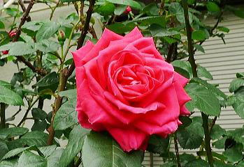 2011NOTOTBe