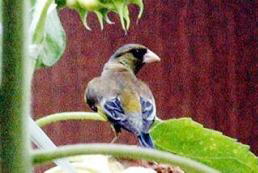 䂪Ƃ̒ɏoꂵJq@i'04.7.20j