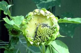 ɓɈĂ䂭q@i'04.7.23j