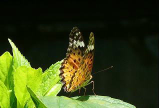 AWTC̗tɂƂ܂鎓@i'08.8.20j