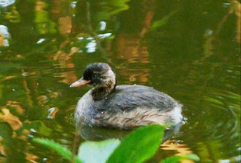 親と同じ大きさに成長したカイツブリの幼鳥