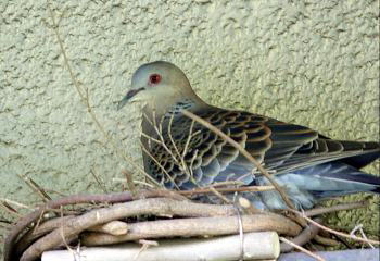 ɛzĂlqEEEi2012/7/4Bej