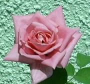 W̉ԂSԁ[iSj@i'04.8.12j