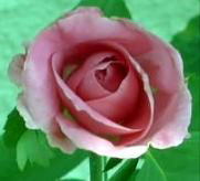 W̉ԂSԁ[iQj@i'04.8.10j