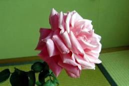 PQ́u}AEJXvAQ֖ځ@i'04.12.28j