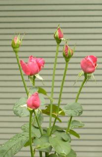 ̉ԂJbg󋵁@i'06.7.10j