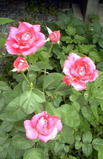 Q̔قڊJԂiK@i'06.7.12j