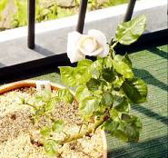 JԂn߂CEnClX@i'05.5.27j