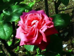 Jԏ́u}AEJXv@i2007.5.5Bej