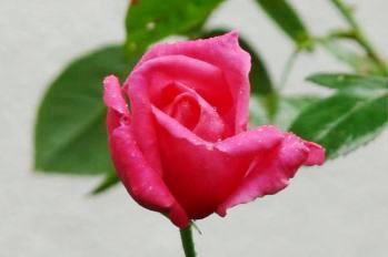 Ԃ̕\[PAJIɔGꂽJ̉ԁ@i'08.10.11j