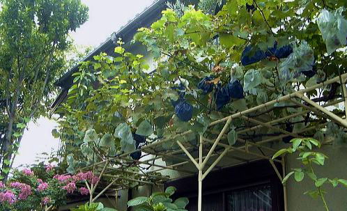 袋掛けが終了した葡萄棚　（2008.8.10撮影）