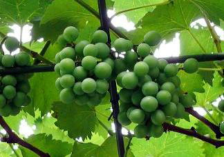 V{̉ʖ[Aʗ̊ۂ݂Ă@i'08.7.20j