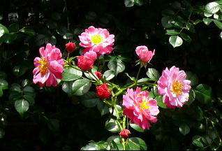 ցE[炫̃co@i'09.5.25 Bej