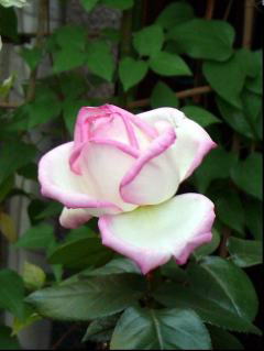iQj@i'09.5.1j