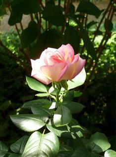 JԂi񂾁uvZXEhEiRv@i'09.5.23j