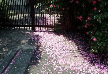 UԂт炪sNO~@i5/25j