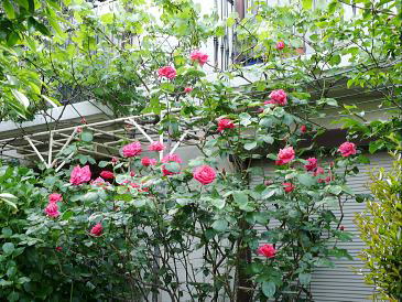 同左　開花最盛期の状況　（2012/5/13）