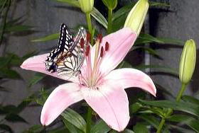 ̉Ԃ̖zgH@i'05.6.19j